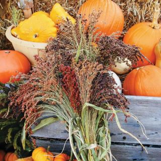 Broom Corn Ornamental Grass Thumbnail